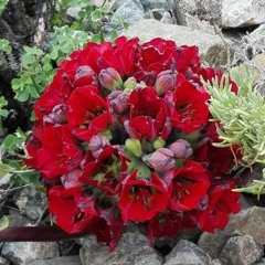 Ary shoq a wafa ny ton Mir Ahmed Old songs