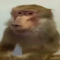 Кишлак Маки и розы