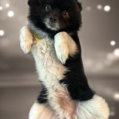 chipie busca un amor .mp3