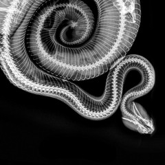X RAY +CODE10 +KURT GUETTO