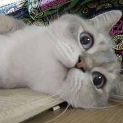 마세아라 챌린지