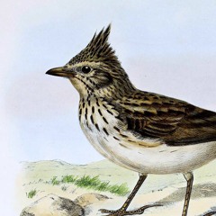 volání chocholouše obecného (grammeno, kréta) / the call of crested lark (grammeno, crete)