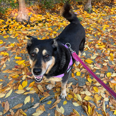 iEuphoria (feat. Almost All-Purpose)