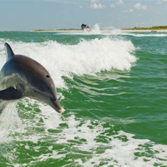 Best Clearwater Dolphinwatching Tour Tours Review