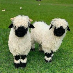 sappy song [prod. sqwensy]