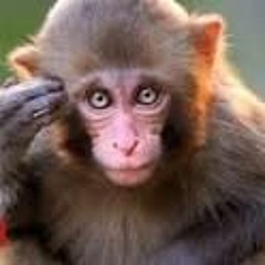 ~The Monkey On My Back~  Steve Jobe  BMI