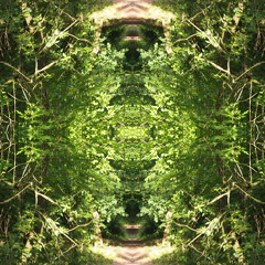 magical Forest