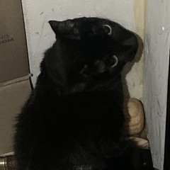 black cat w xannaholik