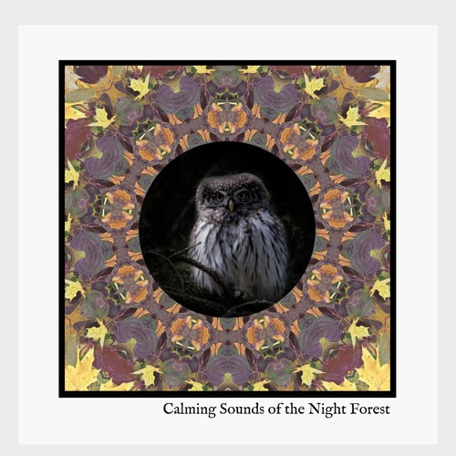 Calming Sounds Of The Night Forest | Delta Wave Binaural Beats Music | Nature Sounds