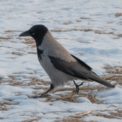 Kaupunkiluonto: Töölönlahti