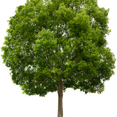 Calico Jack (Door Host Parabellum Promo)