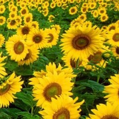 Sunflowers For You