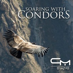 Soaring with Condors