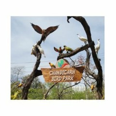 Bird Park Chandigarh - A Haven For Nature Lovers