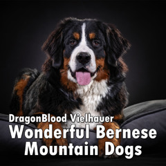 Wonderful Bernese Mountain Dogs