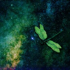 GREENFLY