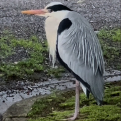 Ardea Cinerea