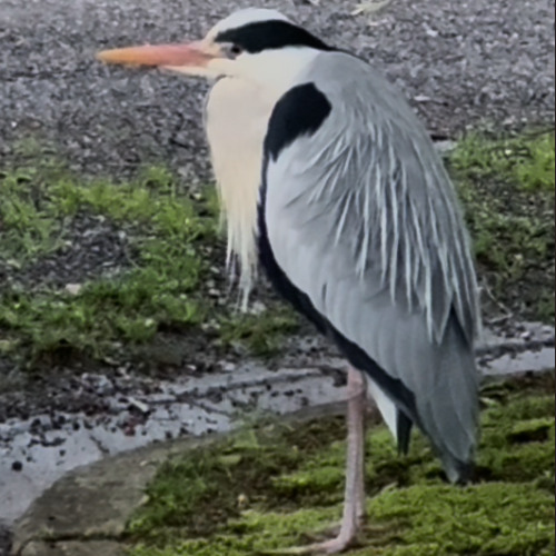 Ardea Cinerea