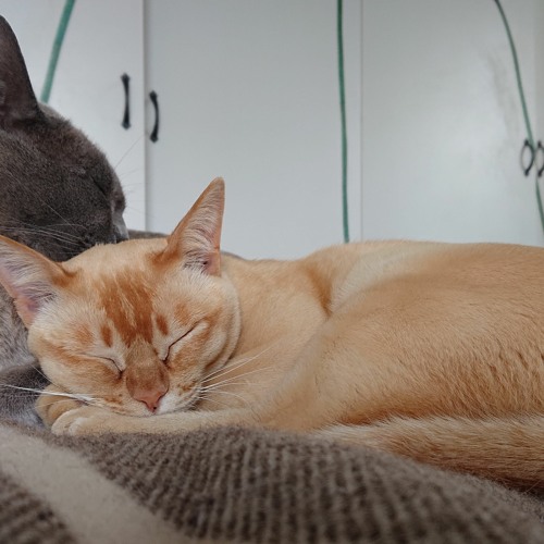 Cat purring