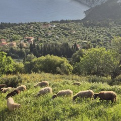 1 - Goats at sunrise