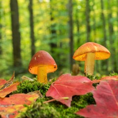 Arcadia Sessions 33 ft Turntables : The Microdose B2B