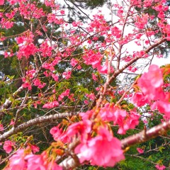 blooming
