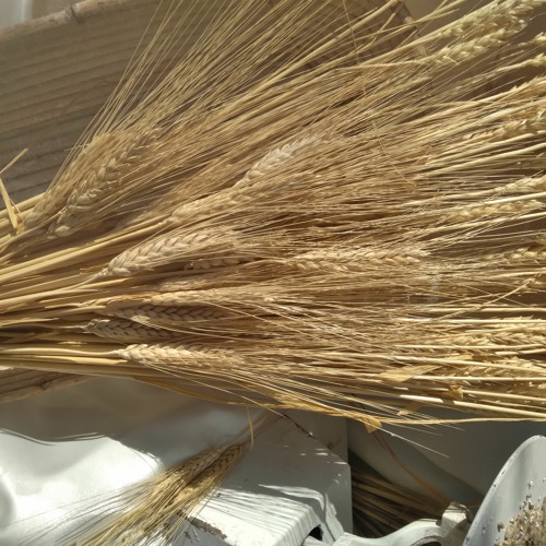 wheat (archive from 2019)
