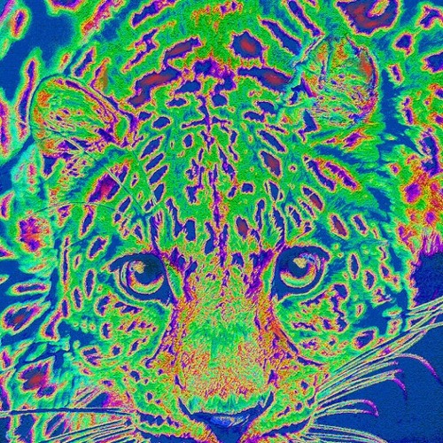 Jack The Cat