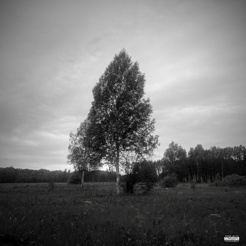 Sola Lignum