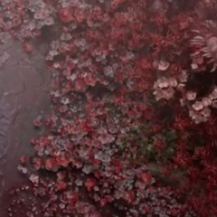 red blossom @haruko + @m1tsugo