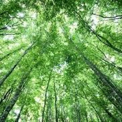 The Forrest Pt 2