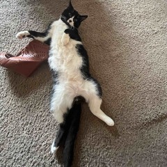 Cant go (juugmarioracks)