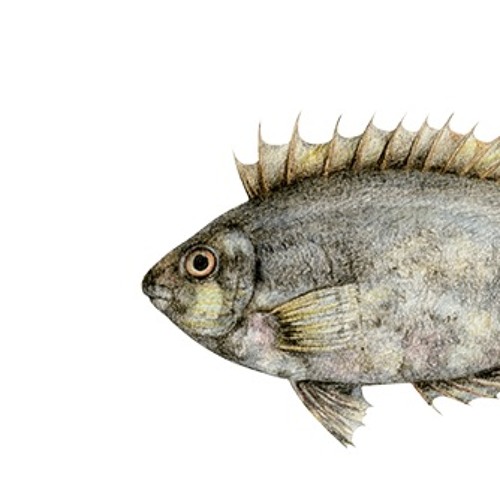siganus rivulatus  (disquiet0578)