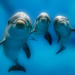 Dolphins in a Blue Dream: Whispering Waves