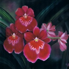 ShAnkAri Melodies - ORCHIDS (Ethno Deep Fantasy - 24.09.20)