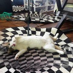 Treat Me Like Your Pet