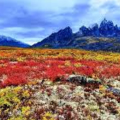 autumn in the tundra