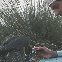 بوصلاح الطير🦅