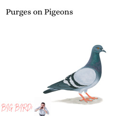 Purges on Pigeons
