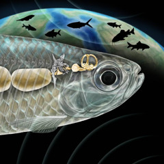 Fish Who Heard The Land