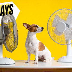 Dog Days of Faith 8-10