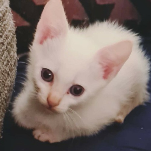 Kinikinietiw (Cover)- Re Fotunei