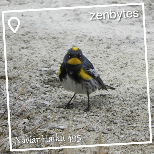 bird polyphony - Naviarhaiku 495