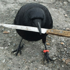 PEDRO-ST6xYoung Guinea