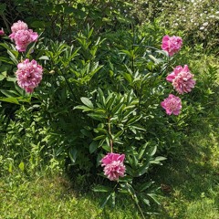 This must be everything /  Single Version