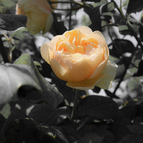 울적한 고백