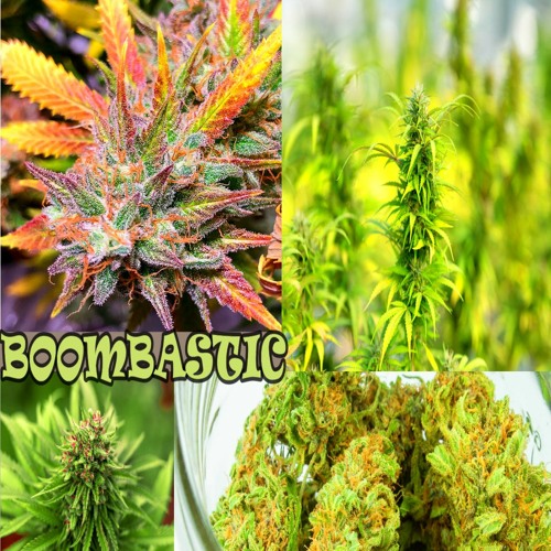 BOOMBASTIC