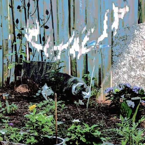 congested (w/ zombAe)