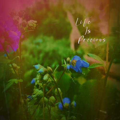 Life Is Precious