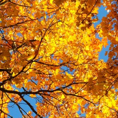 The autumn leaves